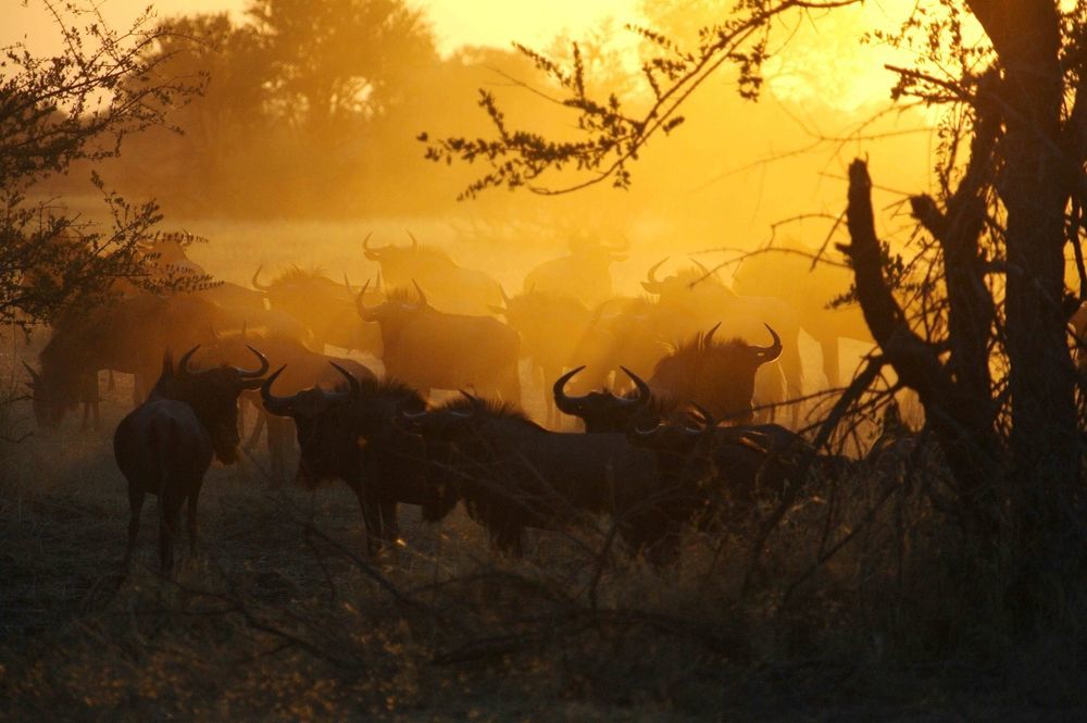 The Hide Safari Camp Hotel Dete ภายนอก รูปภาพ